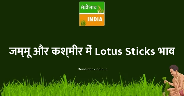 Lotus Sticks भाव